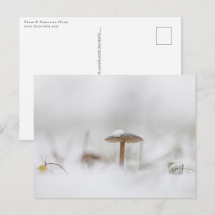 Carte Postale Photo de la nature hivernale des champignons
