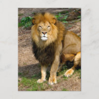 Photo de la séance du lion africain de la faune