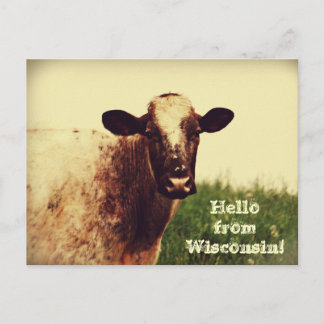 Carte postale photo de la vache du Wisconsin