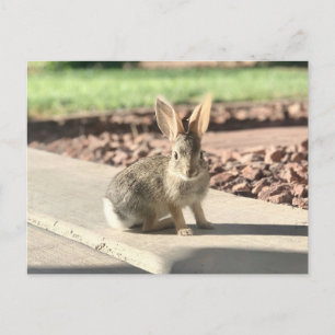 Carte Postale photo de lapin de Pâques printemps
