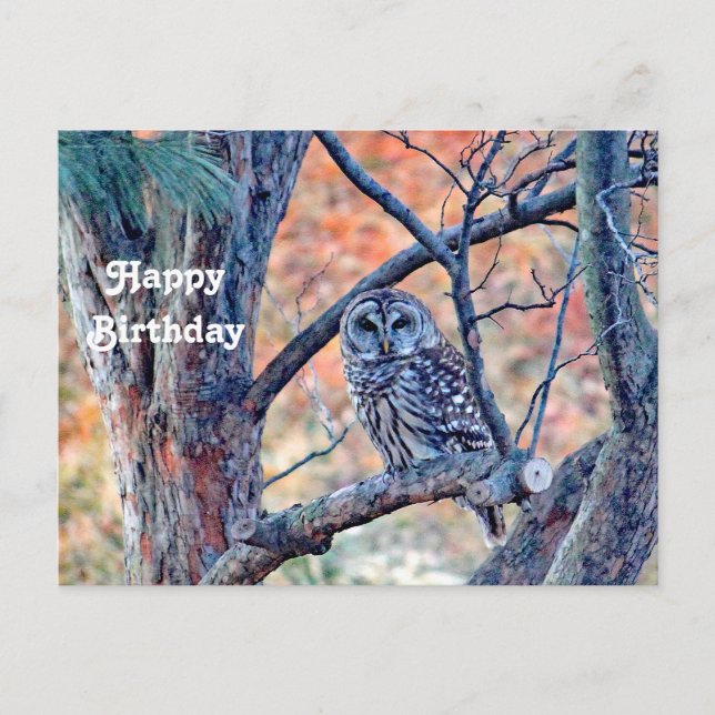 Carte Postale Photo de l'arbre de la Chouette Barred Wildlife An (Devant)