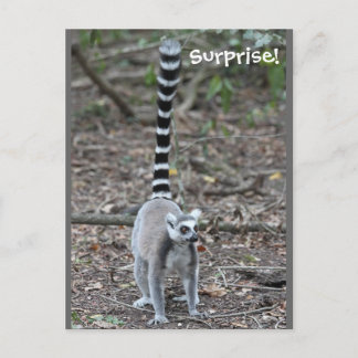 Carte Postale Photo de Lemur à anneau mignon