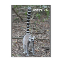 Photo de Lemur à anneau mignon