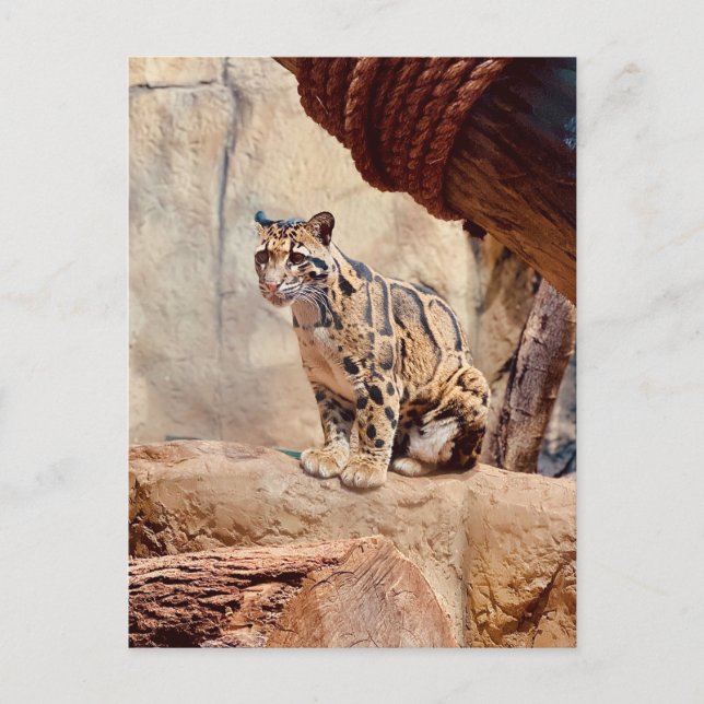 Carte Postale photo de léopard nuageux nature faune exotique (Devant)