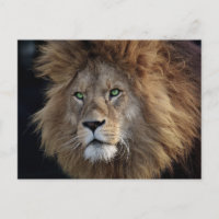 Photo de Lion Sauvage Yeux verts