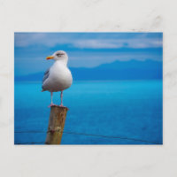 Photo de l'oiseau de mer debout