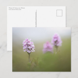 Carte Postale Photo de l'orchidée sauvage