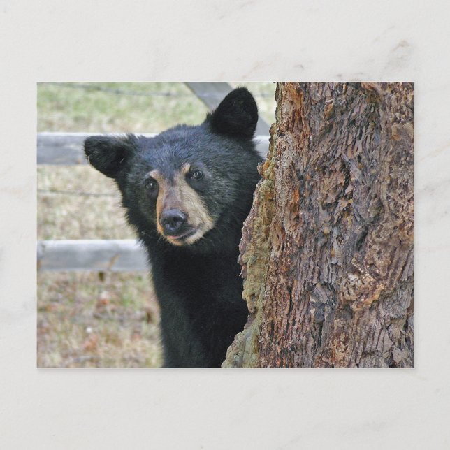 Carte Postale Photo de l'ours noir (Devant)