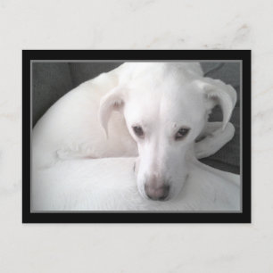 Carte Postale Photo de l'unique chien blanc du Labrador Retrieve