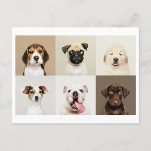 Carte postale photo de mignons chiots