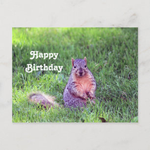 Carte Postale Photo de naissance de faune de petit écureuil mign