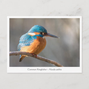 Carte Postale Photo de nature de Martin-pêcheur