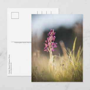 Carte Postale Photo de nature d'orchidée