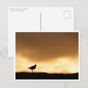 Carte Postale Photo de nature Rotschenkel