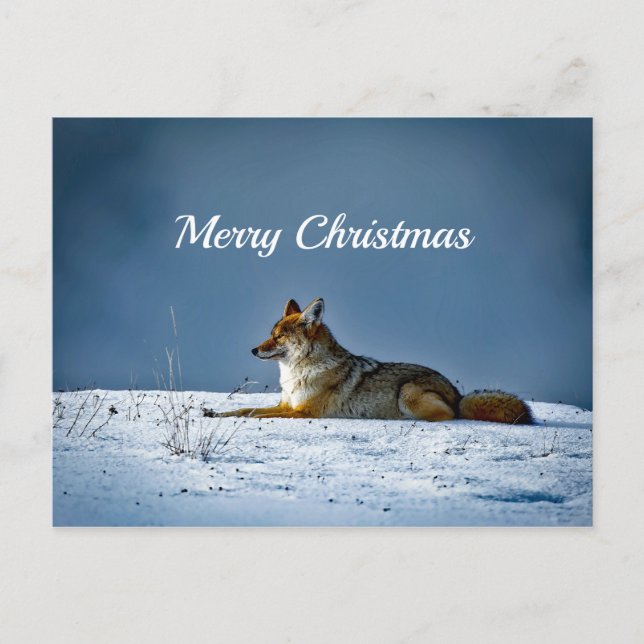 Carte Postale Photo de neige Coyote Noël (Devant)