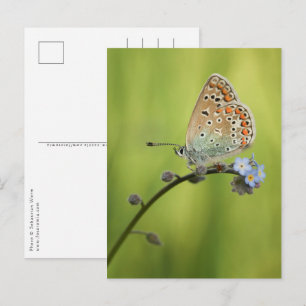Carte Postale Photo de papillon dans la nature