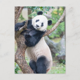 Carte Postale Photo de passage d'un panda géant