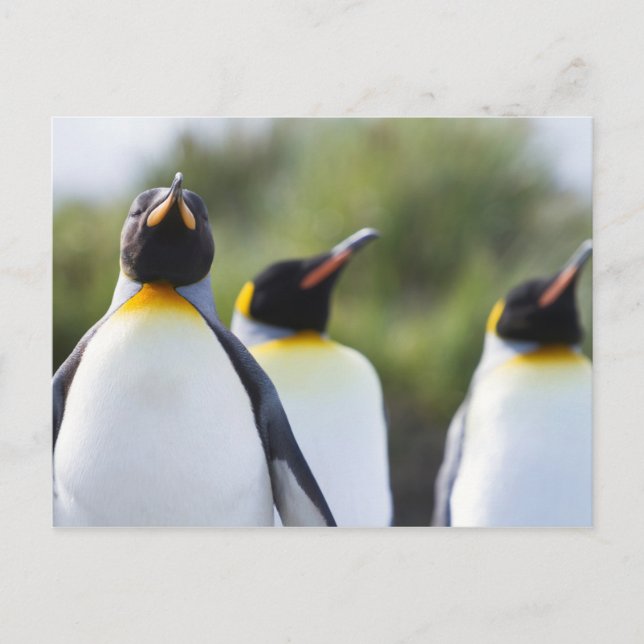 Carte Postale Photo de pingouins roi Fiers (Devant)