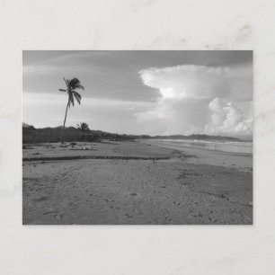 Carte Postale Photo de plage du Costa Rica avec un palmier