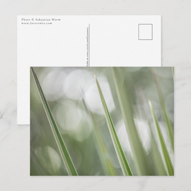 Carte Postale Photo de plante verte dans la nature (Devant / Derrière)