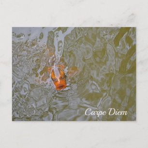 Carte Postale Photo de poisson Carpe Diem Pond