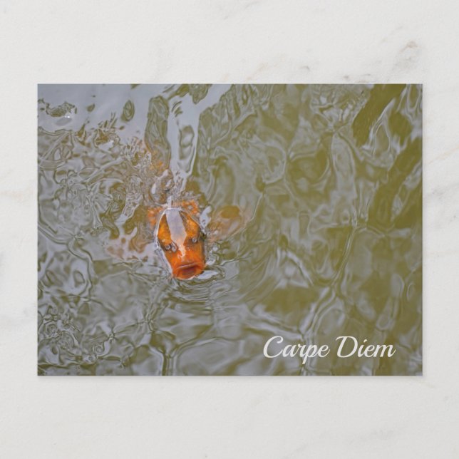Carte Postale Photo de poisson Carpe Diem Pond (Devant)