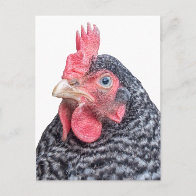 Carte Postale Photo de poulet mignonne Plumes noir et blanc (Devant)