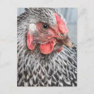 Carte Postale Photo de poulet mignonne Plumes noir et blanc