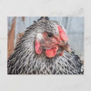 Carte Postale Photo de poulet mignonne Plumes noir et blanc
