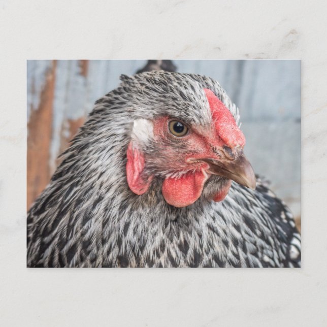 Carte Postale Photo de poulet mignonne Plumes noires et blanches (Devant)
