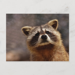 Carte Postale Photo de Raton Laveur Curieux
