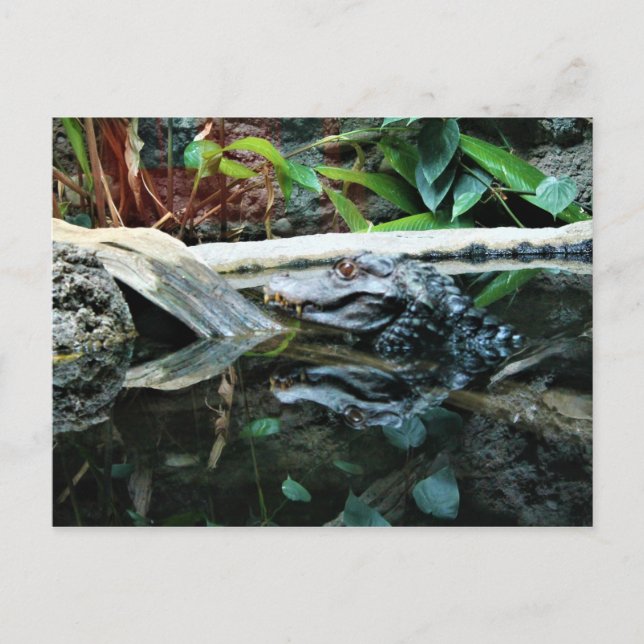 Carte Postale photo de réflexion de crocodile (Devant)