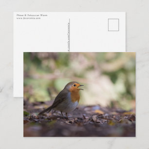 Carte Postale Photo de Robin dans la nature