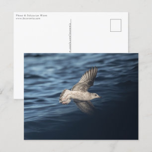 Carte Postale Photo de Seagull Nature