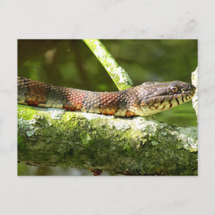 Carte Postale Photo de serpent d'eau du Nord