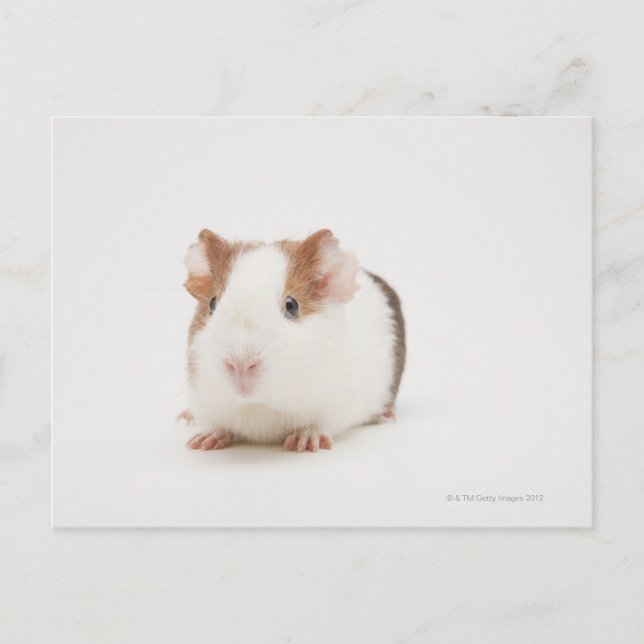 Carte Postale Photo de studio de Guinea Pig (Devant)