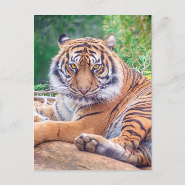 Carte Postale Photo de tigre étonnante (Devant)
