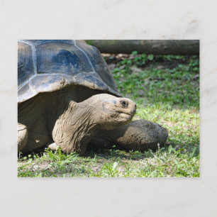Carte Postale Photo de tortue de la faune