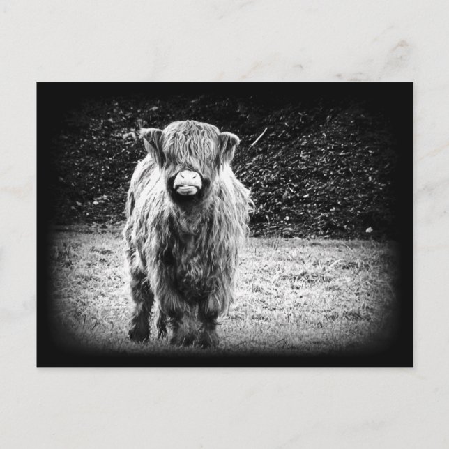 Carte Postale Photo de vache Shaggy Highland (noir et blanc) (Devant)