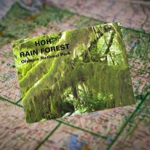 Carte Postale Photo de voyage de la forêt de pluie Hoh