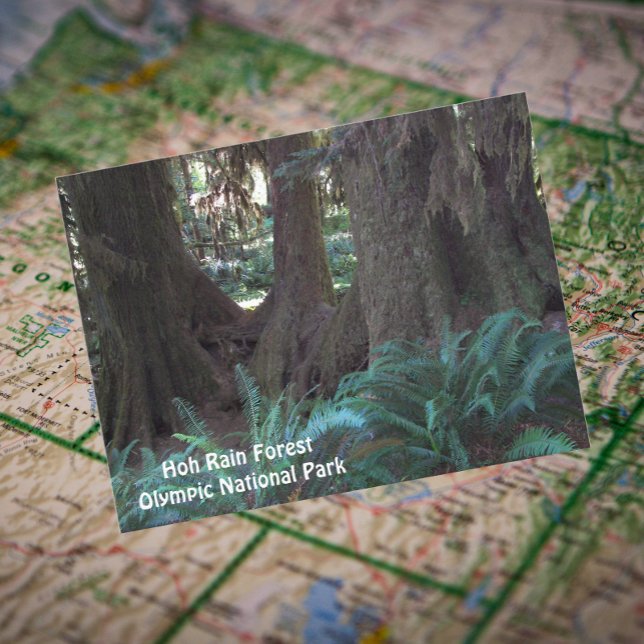 Carte Postale Photo de voyage de la forêt de pluie Hoh (In Situ Map)
