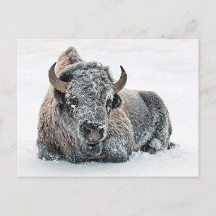 Carte Postale Photo de Wildlife Buffalo Snow