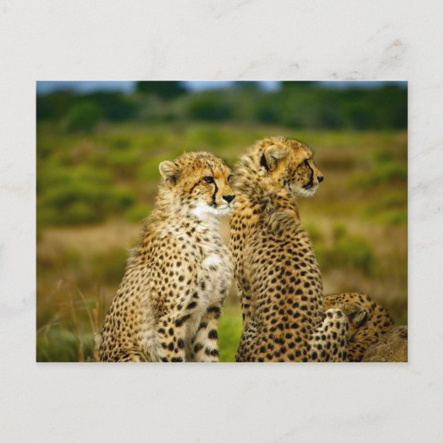 Carte Postale Photo de Wildlife Cheetah (Devant)