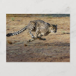 Carte Postale Photo de Wildlife Cheetah Running