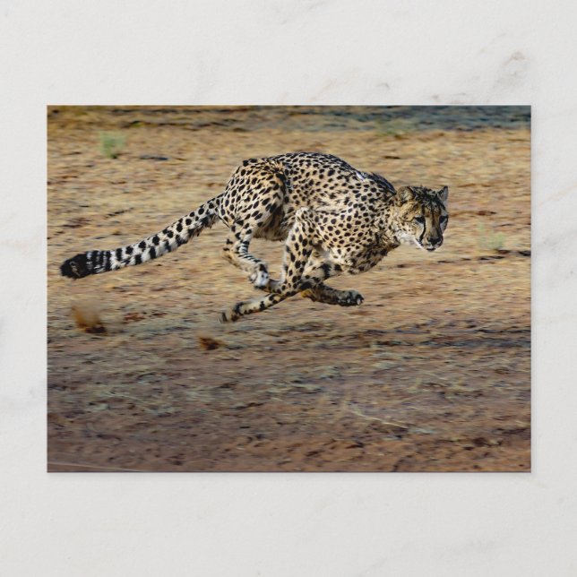 Carte Postale Photo de Wildlife Cheetah Running (Devant)