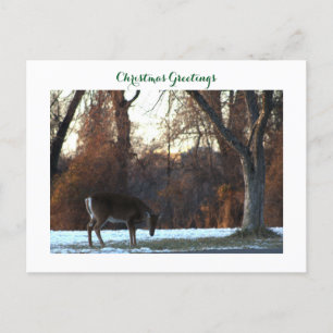 Carte postale photo Deer in Snow