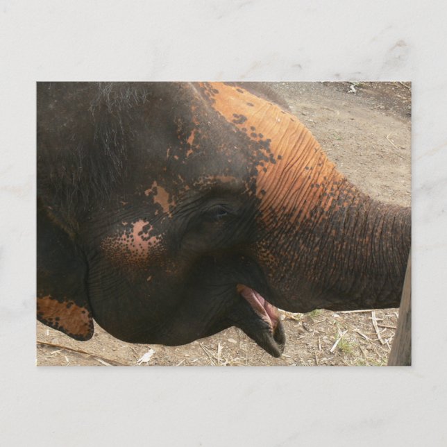 Carte Postale Photo d'éléphant Joyeux Rire en Thaïlande (Devant)