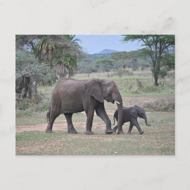 Carte Postale Photo d'éléphant mère et bébé (Devant)