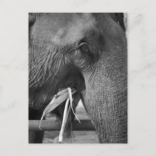 Carte postale photo d'éléphant noir et blanc