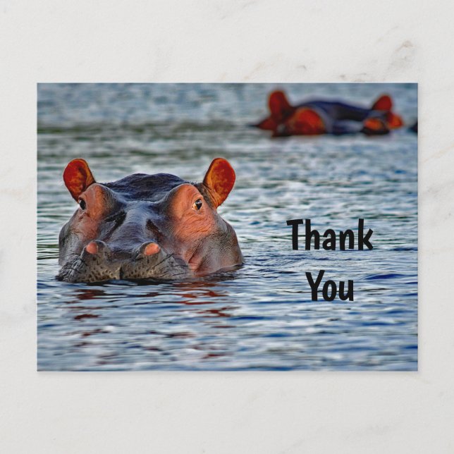Carte Postale Photo d'hippopotame sauvage dans l'eau Merci (Devant)